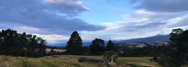 New Zealand vista