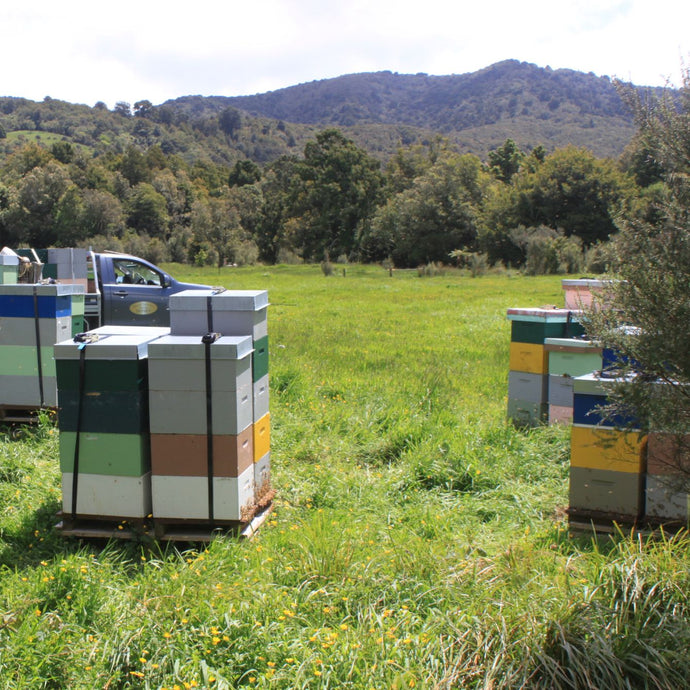 beehives in the bush