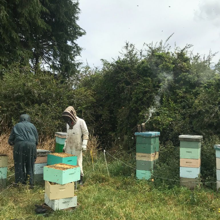 beekeepers in the apiary 