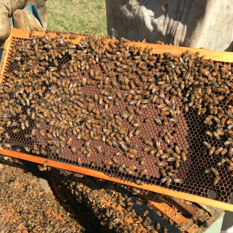 honey bee brood comb