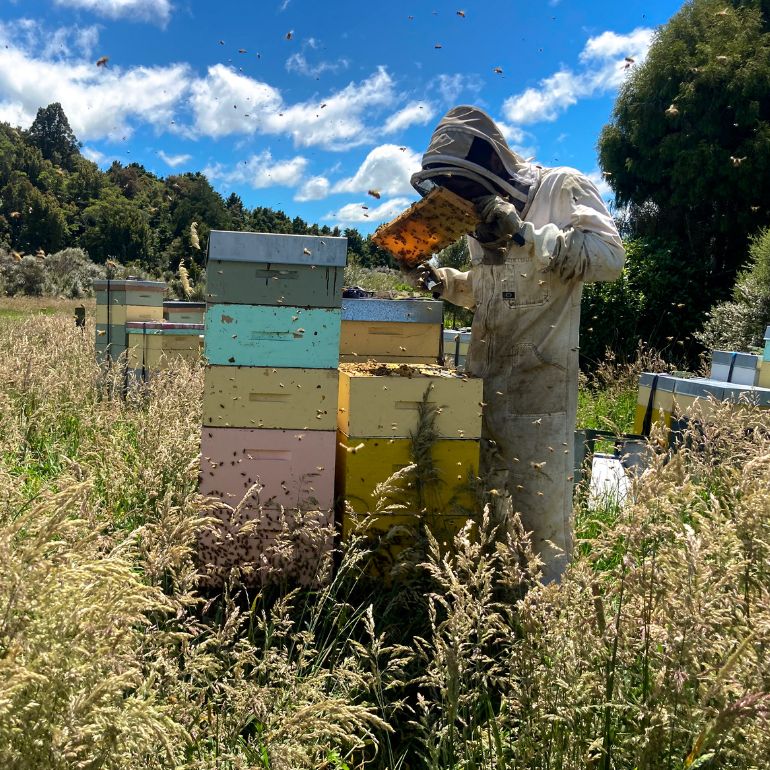 beekeeper checking a hive